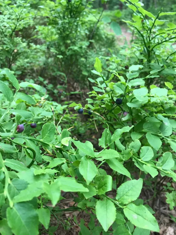 Квартира Апартаменты у озера Тихое — Светлогорск