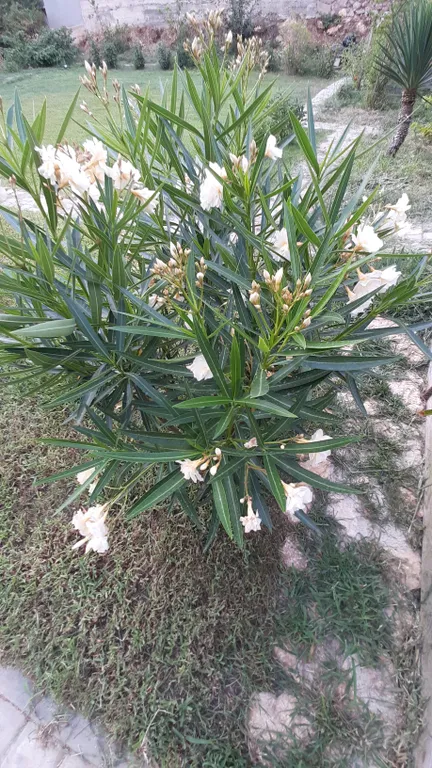 Сруб у моря