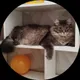Юлия