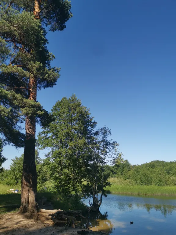 Dream Forest & River PZ