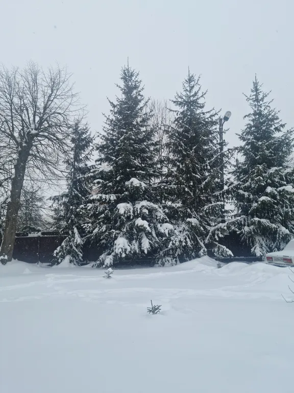 Эко дом в лесу