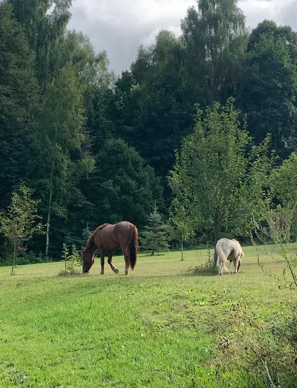 Коттедж Дом в лесу Нарская заимка с баней — Рогово