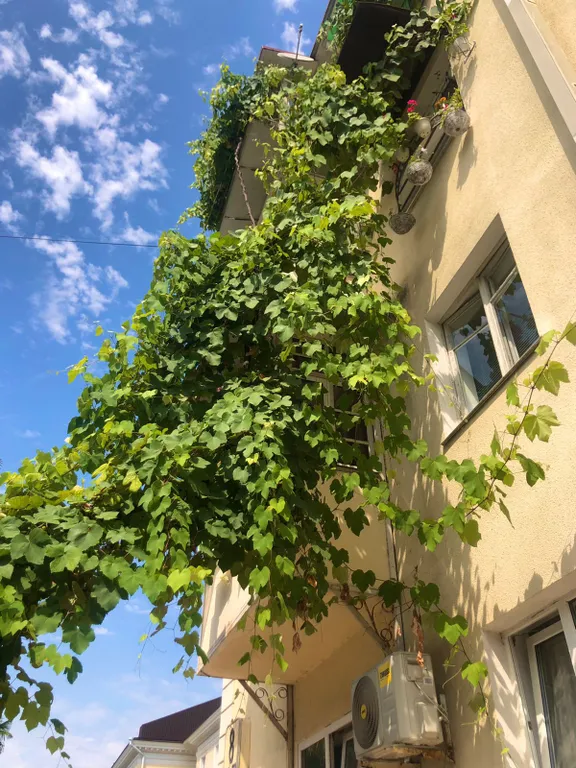 Уютная квартира в уютном месте — аренда посуточно в Хоста