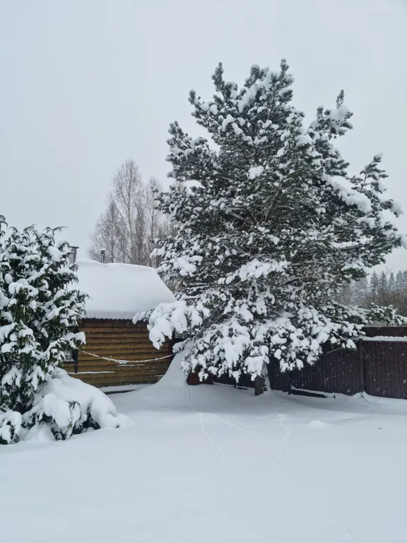 Эко дом в лесу