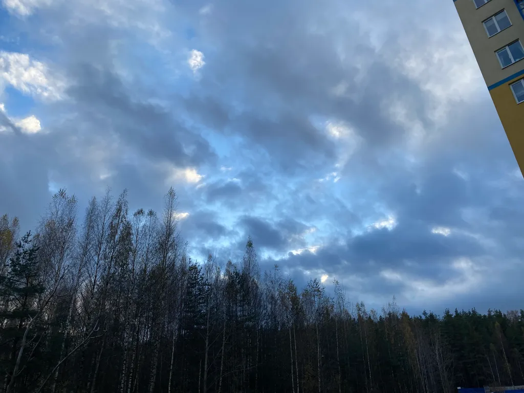 В лесной тиши