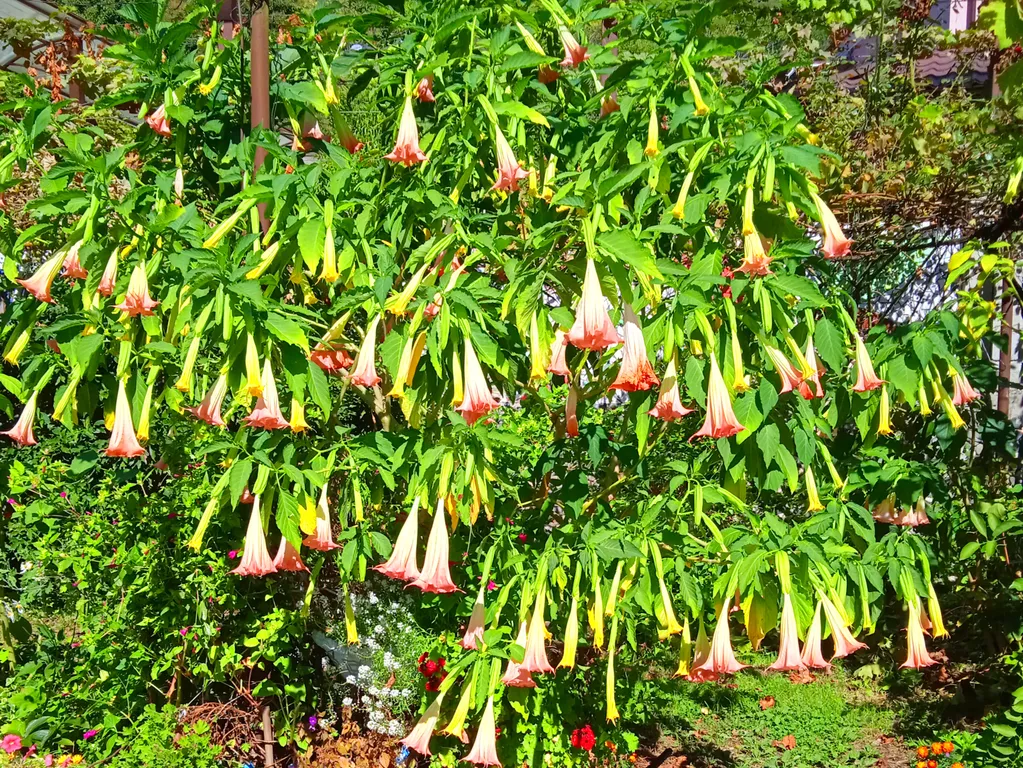 Квартира Райский уголок — Сухум