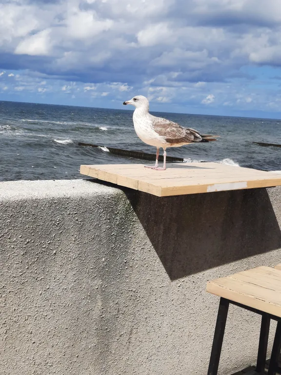 Квартира Апартаменты у моря — Светлогорск