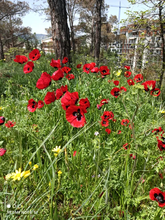 Двухкомнатный номер в мини-отеле у Этнографического музея