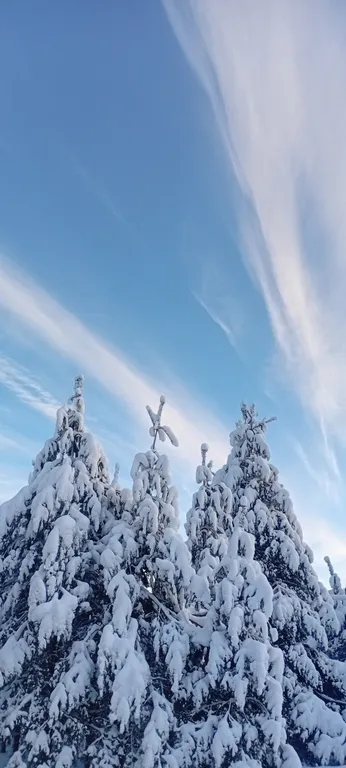 Утро в сосновом бору у озера