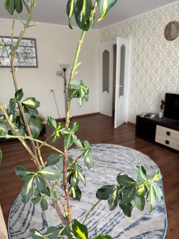 Квартира в самом центре c уютным балкончиком