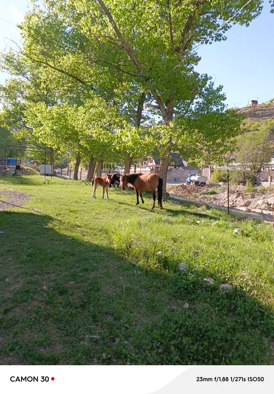 Дом у соснового леса