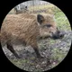 Максим