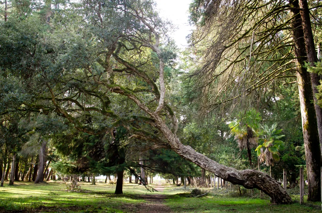 Домик в мандариновом саду 1й этаж под ключ