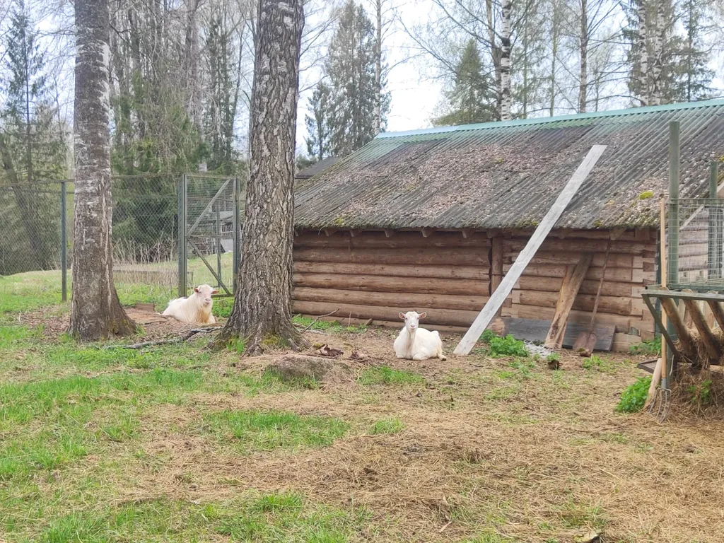 Медвежий угол