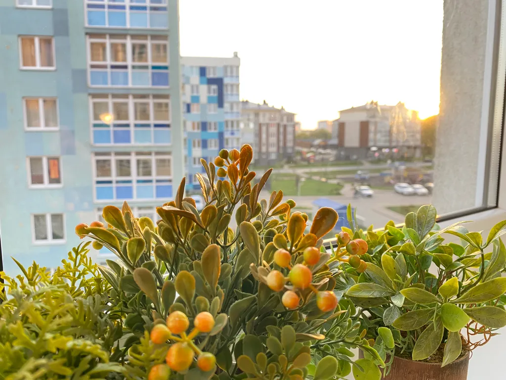 Квартира Квартира Морской курорт — Светлогорск