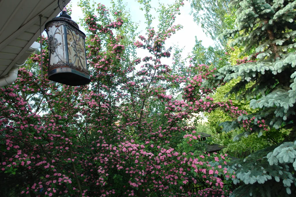 Дом в ботаническом саду