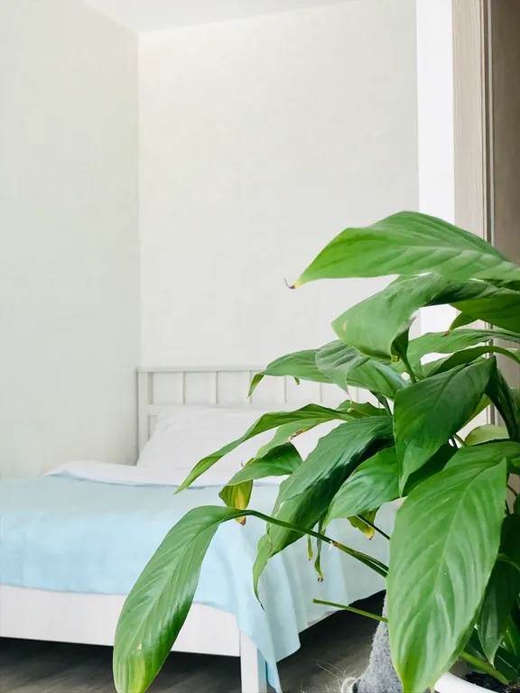 Квартира Квартира Новгородский проспект — Шушары