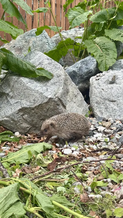 4-комнатный Дом