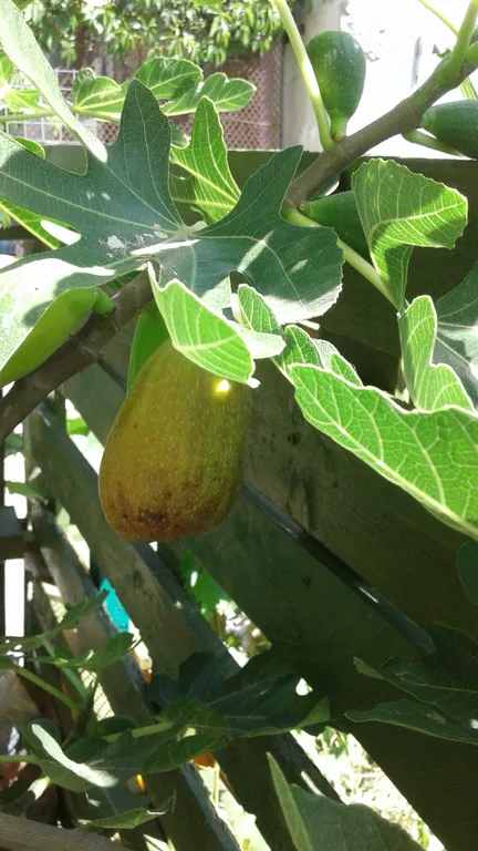 Уютная однокомнатная квартира с зеленым двором