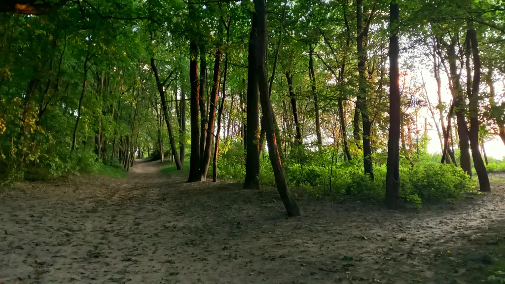 Подсолнух у моря