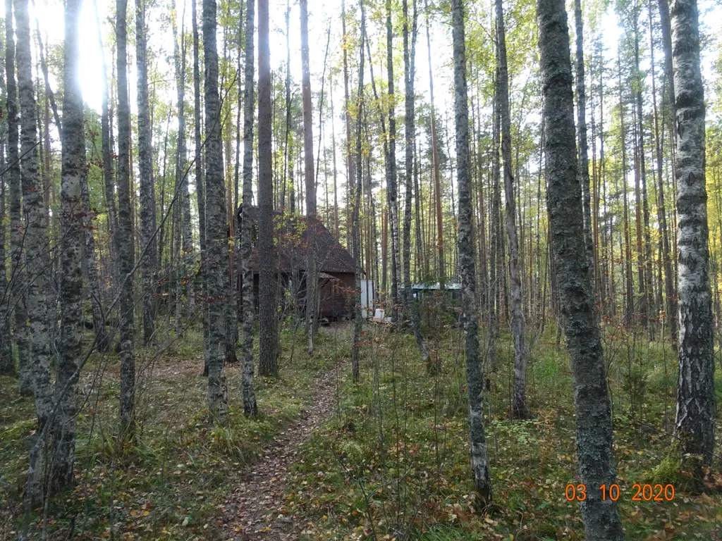 Хижина в лесу на берегу озера без соседей