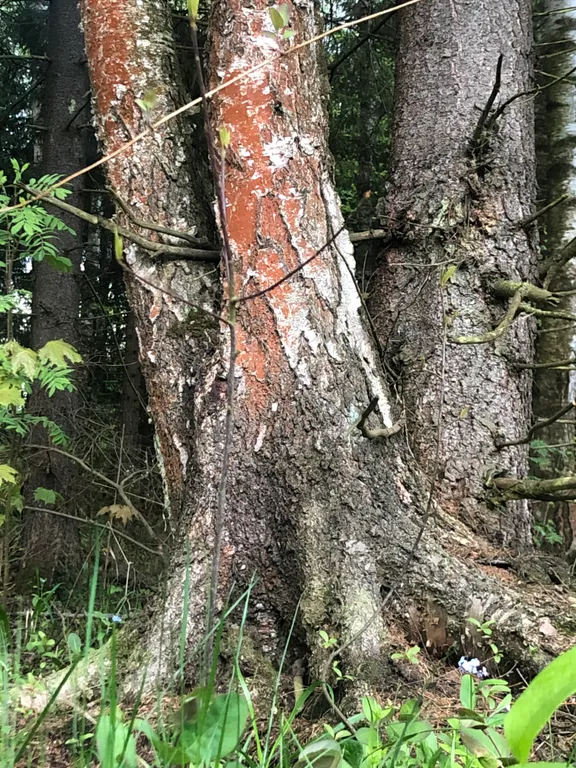 ТеремОК, дизайн сказки с финской сауной и мангал-олень