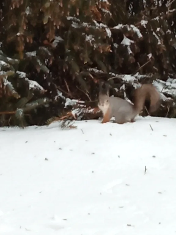 Коттедж с видом на сад