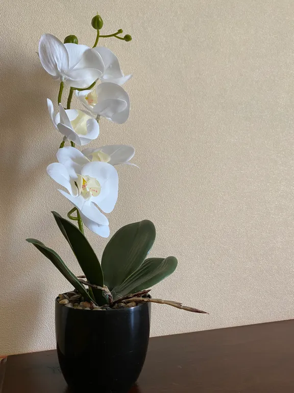 Квартира 1-комнатная Квартира — Элиста