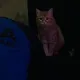 Кежик