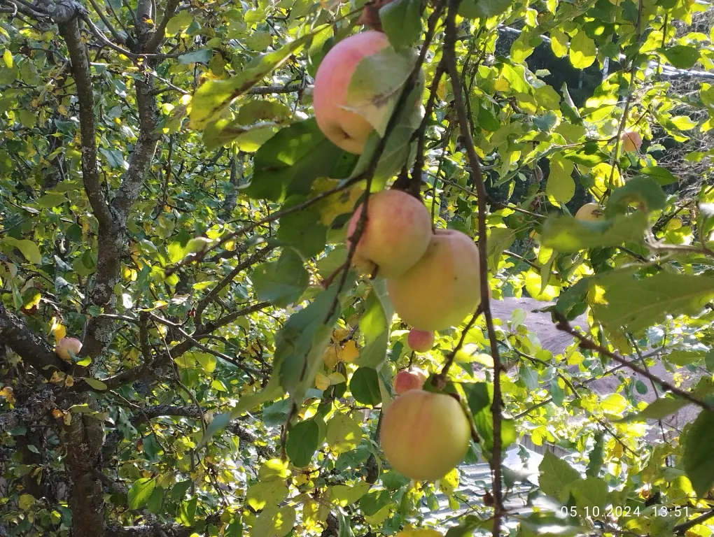 Дом с сауной у озера