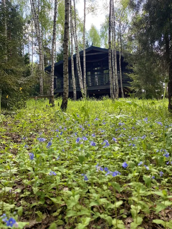 Уютный дом в лесу