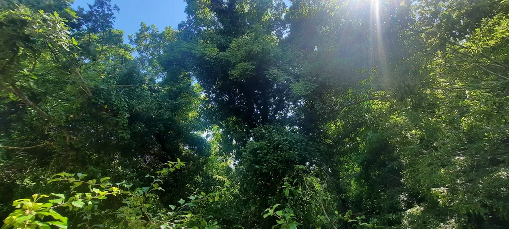 Комната с видом на Дубовую рощу