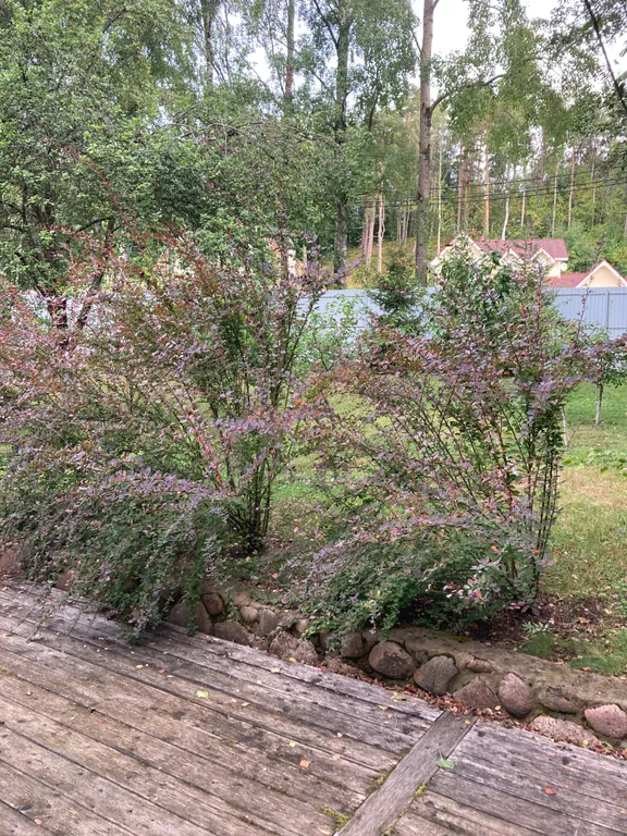 Золотые пески