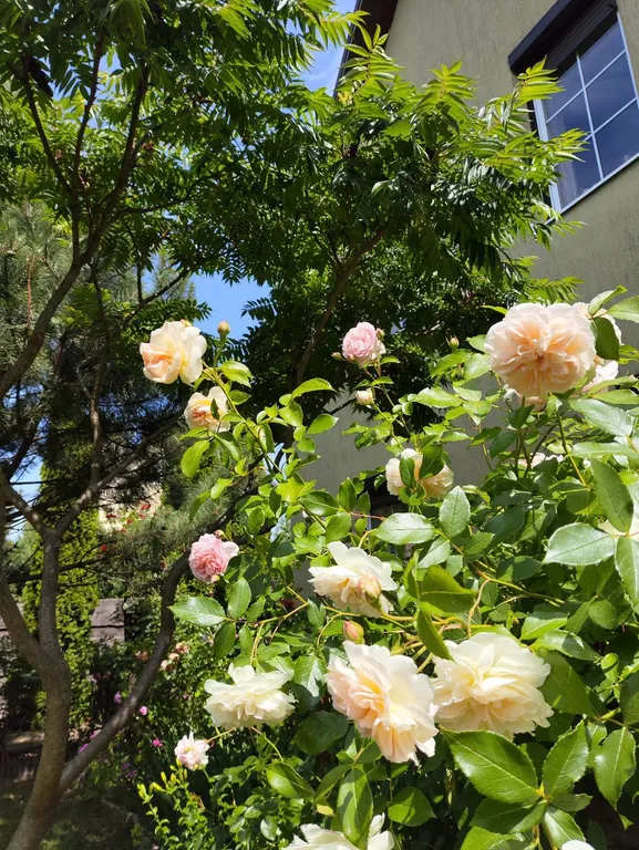 Дом для отдыха Майя возле моря