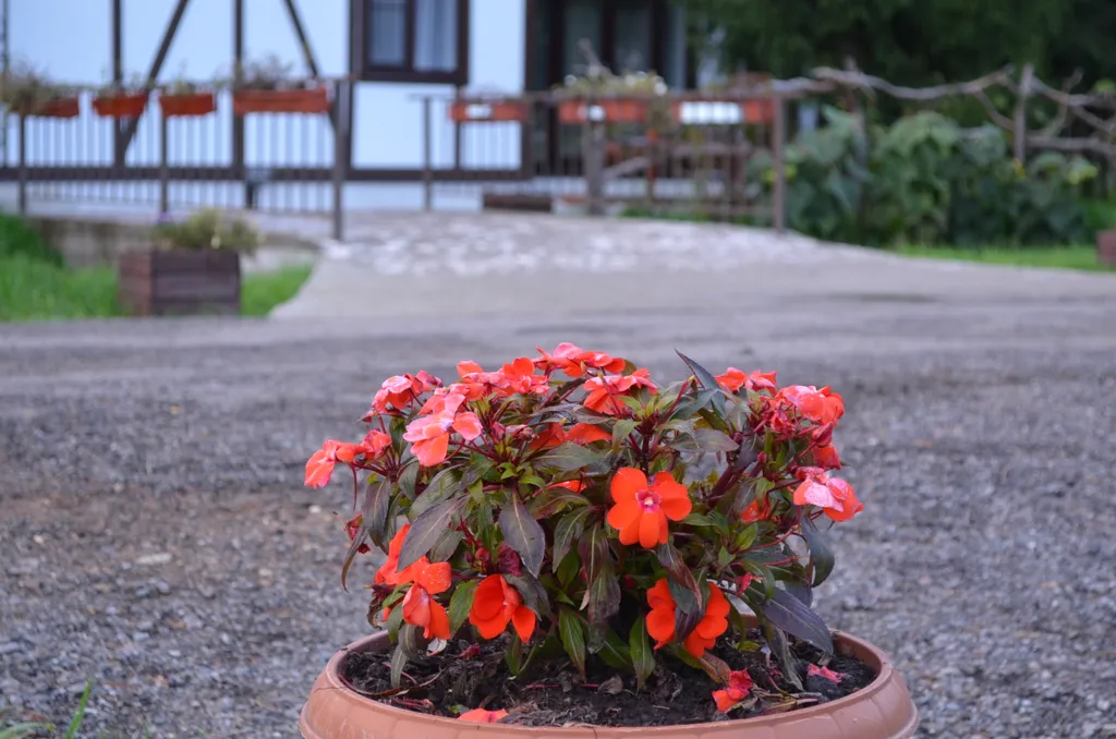 Шале в лесу