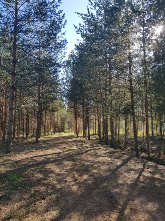 Усадьба Сосновый хутор на берегу реки Мста