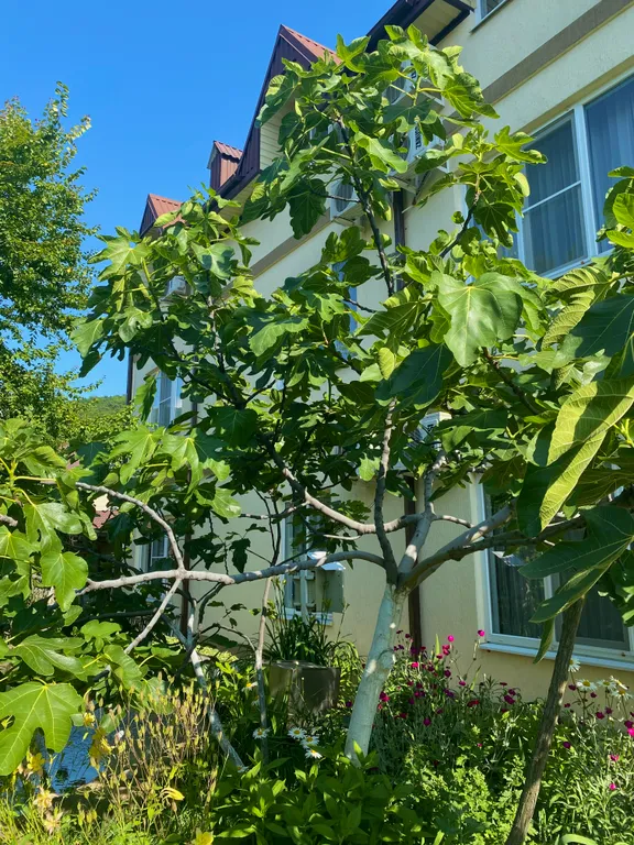 Квартира Двухместный номер в гостевом доме с бассейном — Лазаревское