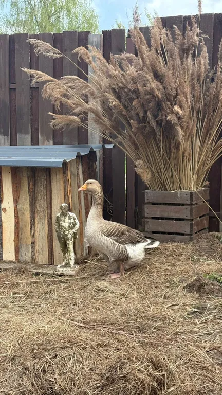 Домик у леса, на территории проживают кролики