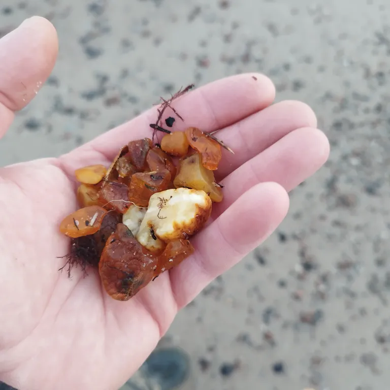 Уютная квартира на побережье Балтийского моря