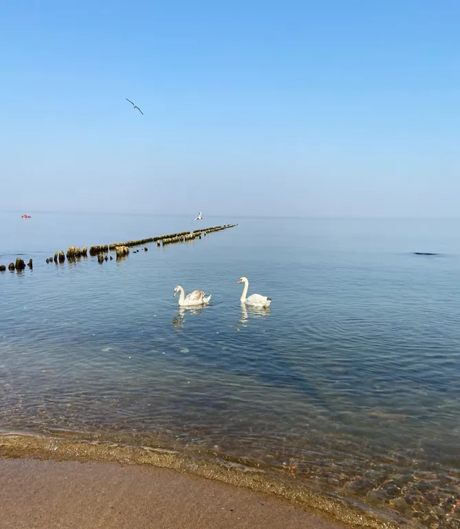 Квартира Квартира на берегу Балтийского моря — Светлогорск