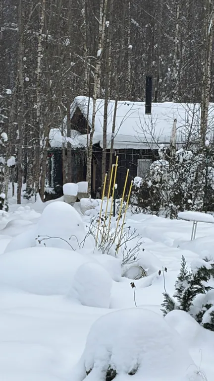 Домик в лесу с баней