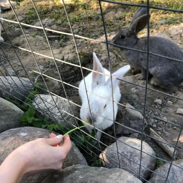 Коттедж Уютный домик в лесу №5 с двумя спальнями — Кутузовское