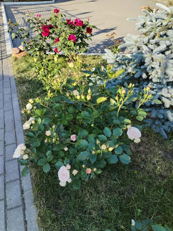 Ласточкино гнездо