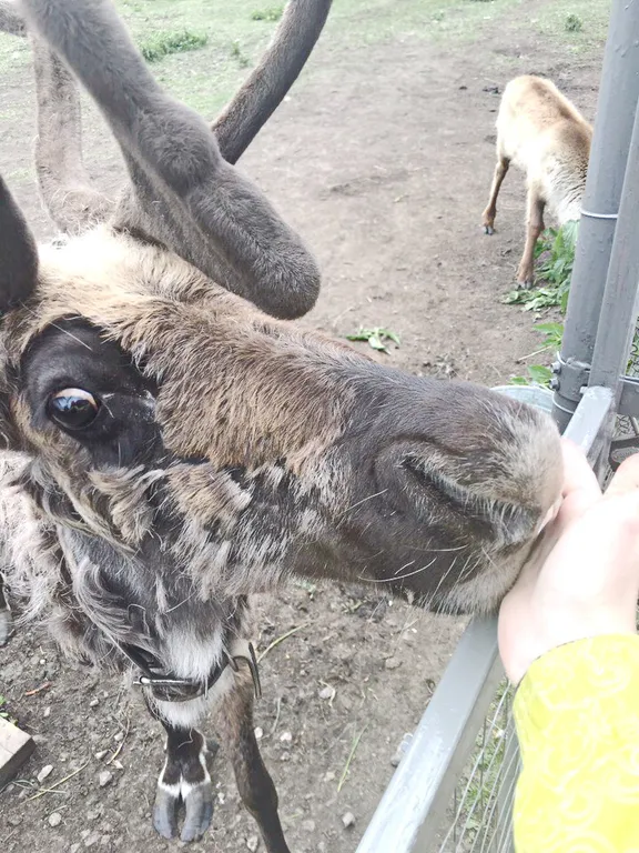 Дом-дача дизайнера на озере Увильды