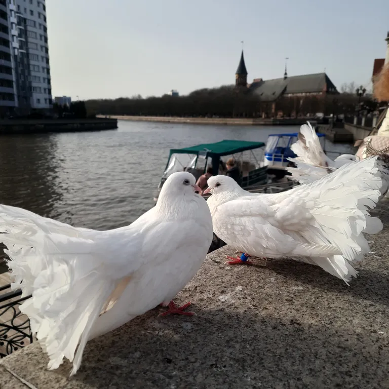 Квартира Квартира у Рыбной Деревни — Калининград