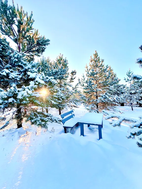 Дом-баня сосны