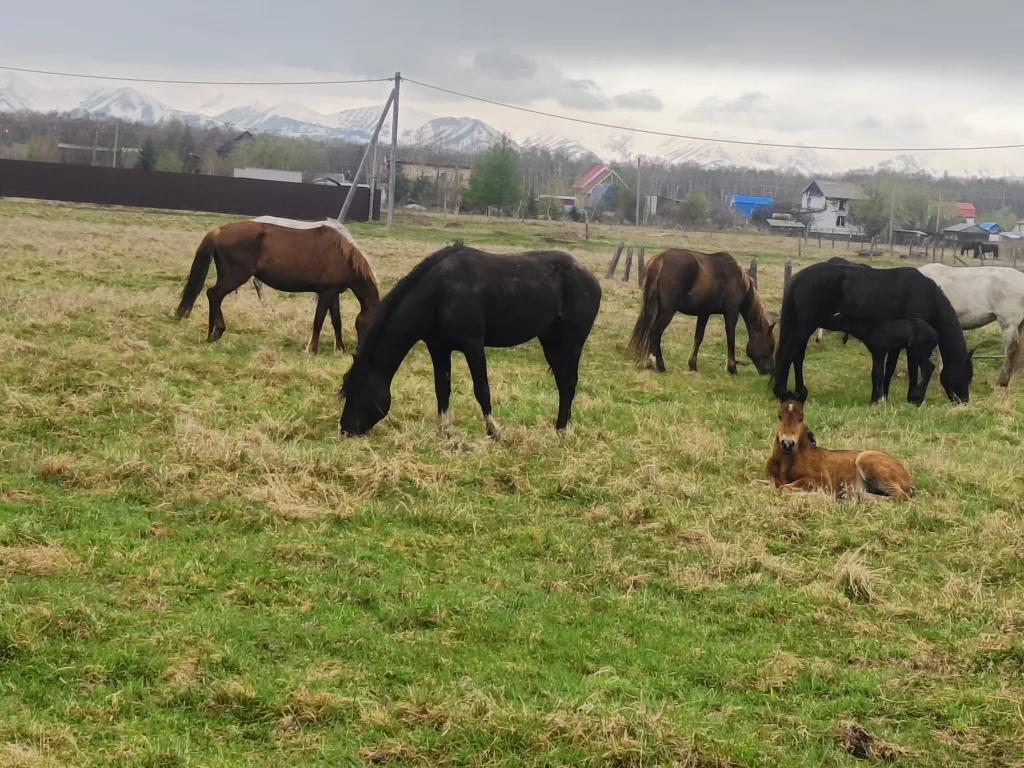 Гостевой дом Ферма