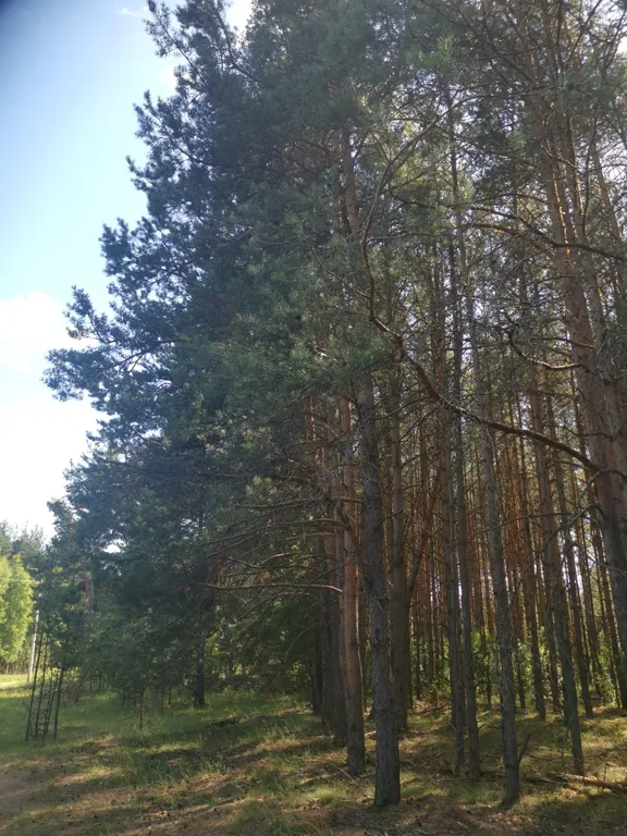 Dream Forest & River PZ