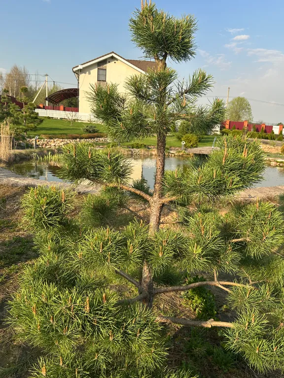 Дом с баней и камином в заповеднике