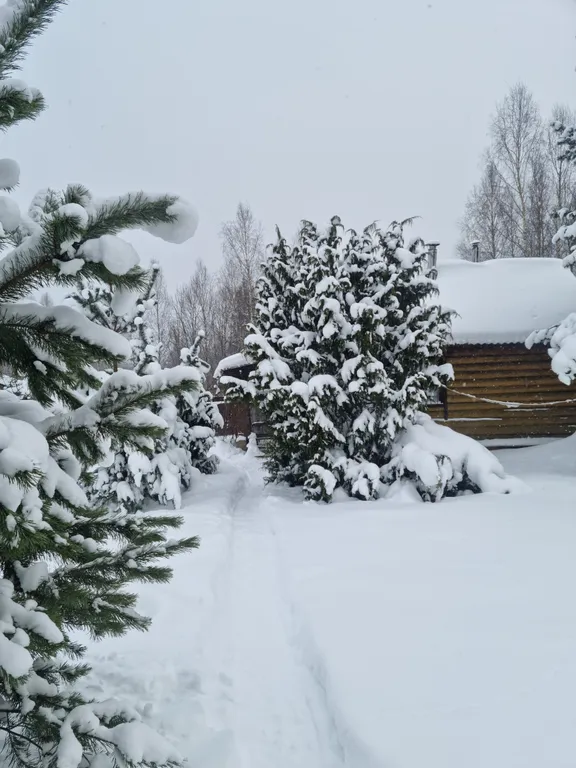 Эко дом в лесу